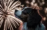 Miedo a los fuegos artificiales?: Sepa cmo tranquilizar a su perro por el sonido de los pirotcnicos