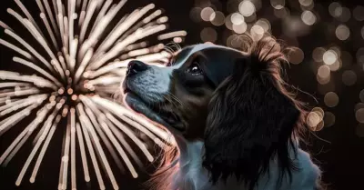 Perros y su temor a los pirotcnicos.