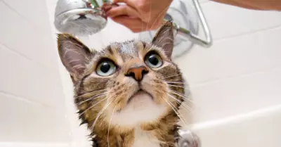 Trucos para bañar a un gato en casa.
