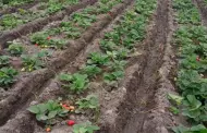 Senamhi alert que la persistencia de invierno clido afectara cultivo de fresa en Lima