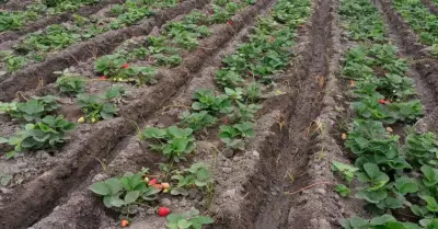 Senamhi alert que invierno clido afectara cultivo de fresa en Lima.