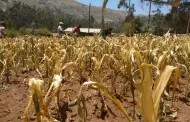 Fenmeno El Nio: Ms de 100 mil productores seran afectados por estrs hdrico en Junn