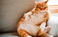 Michis con aumento de peso?: Aprenda cmo regular la obesidad en gatos con alimentacin y ejercicios