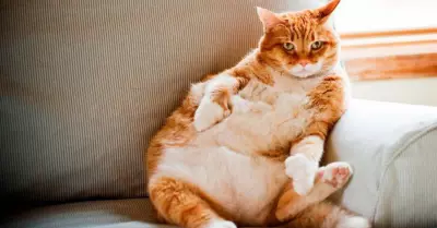 Moderar obesidad en gatos con alimentacin y ejercicios.