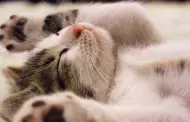 Hbitos de sueo: Cunto debe dormir un gato?