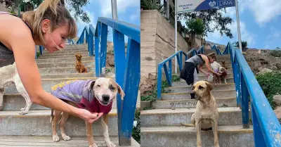 Beln Estvez enternece las redes tras alimentar a perritos abandonados.
