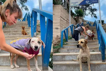 Beln Estvez enternece las redes tras alimentar a perritos abandonados.