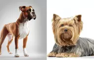 Pensando en adoptar a un perro?: Sepa de 5 razas de canes para nios alrgicos