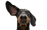 Comportamiento canino: Qu quiere decir cuando mi perro levanta las orejas?