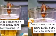 Cucaracha es vista disfrutando de cerveza en un vaso: "Quiere ahogar sus penas"