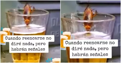 Cucaracha es vista disfrutando de cerveza