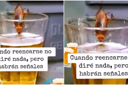 Cucaracha es vista disfrutando de cerveza