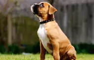Comportamiento canino: Conoce 4 trucos para ensearle a tu perro a sentarse