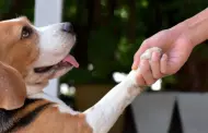 Comportamiento canino: Sepa cmo hacer para que su perro le d la pata