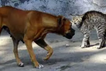 Razones por las que un perro le tiene miedo a un gato.