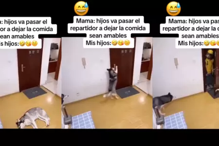 Perritos sorprenden al recibir pedido.