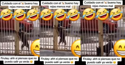 Perrito sorprende con sus habilidades para abrir una reja.