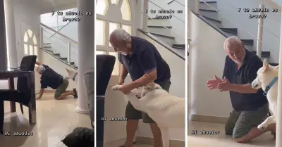 Abuelito ensea a su perrito a abrir la puerta con sus patas.