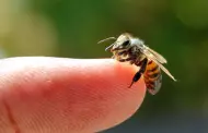 ¿Te lo preguntaste alguna vez?: ¿Las abejas pican o muerden?
