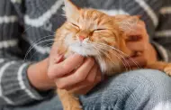 Te lo preguntaste alguna vez?: Los gatos sienten cosquillas o no?