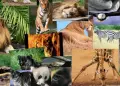 Te lo preguntaste alguna vez?: Existen animales que no cuiden a sus cras?