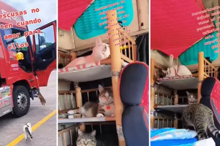 Chofer conmueve al viajar con sus gatitos rescatados.