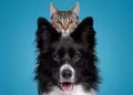 Quieres estar ms cerca de tus mascotas?: Conoce 5 apps para cuidar mejor de ellas