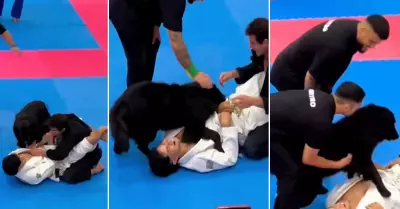 Perrito interrumpe batalla de jiu-jitsu para ayudar a su dueo.