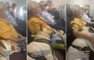 "El mejor amigo de todos": Perrito viajando en un avin con una pasajera conmueve las redes sociales