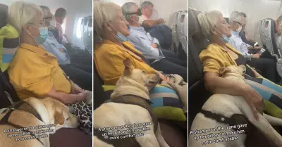 Mascota viajando al lado de una pasajera conmueve las redes sociales.
