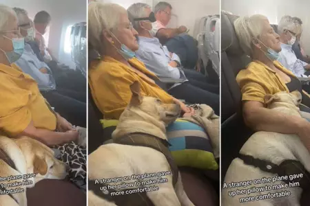 Mascota viajando al lado de una pasajera conmueve las redes sociales.