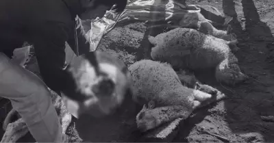 Ms de 30 ovejas mueren en extraas circunstancias.