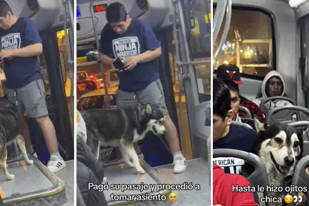 Perrito sorprende al subirse en micro con su dueo.