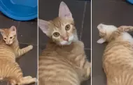 "Heriste sus sentimientos": Gatito se desmaya al escuchar que es adoptado