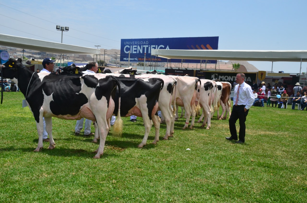 Asociacin Holstein Per y Midagri organizan IX feria nacional de ganado lechero