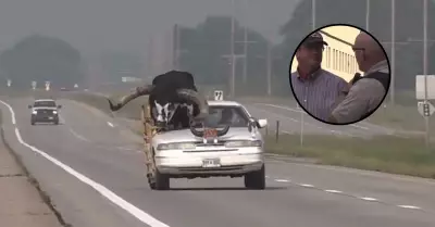 Intervienen a sujeto que paseaba su toro en auto.