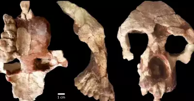 Fsil descubierto en Turqua dispondra teora que indica que humanos evoluciona