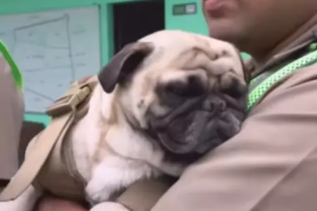 Pug de 2 aos se encuentra al cuidado de la PNP.