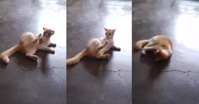 Gatito causa furor al pelearse con l mismo.