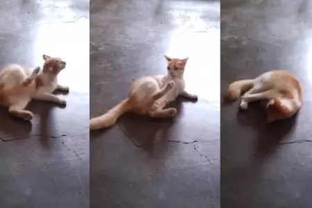 Gatito causa furor al pelearse con l mismo.