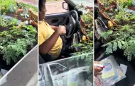 "El real aire acondicionado?": Taxista sorprende con 'jardn' dentro de su auto