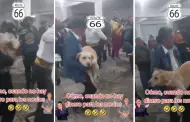 "Se llevan a Firulais": Dos perritos son entregados como regalos en matrimonio en Huancayo