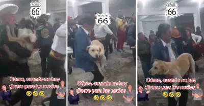 Dos perritos son entregados como regalos de bodas.