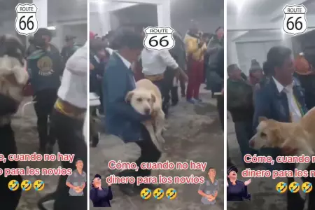 Dos perritos son entregados como regalos de bodas.