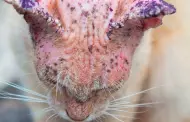 Hongo 'Sporothrix Brasiliensis': se detecta primer caso del preocupante virus de gatos en un ser humano