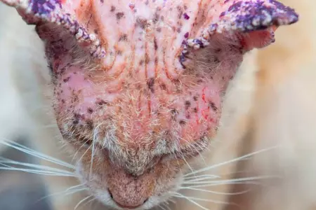 El preocupante hongo de los gatos lleg a Chile y present un caso en humanos.