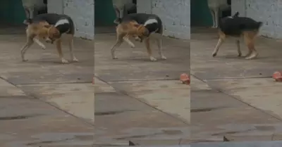 Perrito causa furor al enfrentarse con su propia patita.