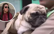 Madre del sujeto que golpeó a su mascota 'Asap' revela que "regaló" el can a la PNP: "De adorno, porque es caro"