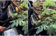 "Taxista ecofriendly": Conductor peruano sorprende al cultivar un jardn en su vehculo