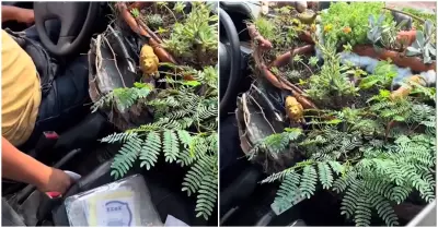 Taxista peruano sorprende al cultivar un jardn en su vehculo